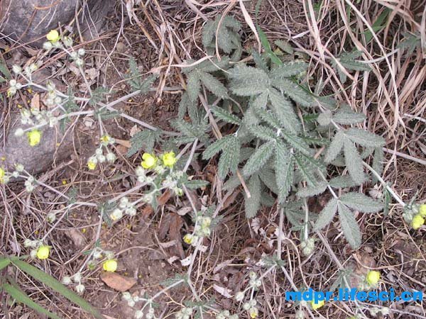 翻白草长什么样