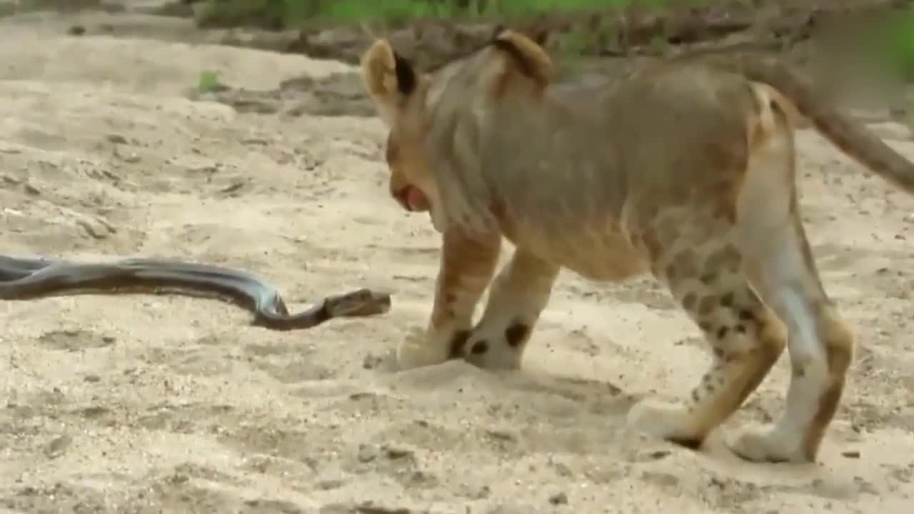 世界上最恐怖的动物狮子蟒蛇之间的生死战斗 猩猩毒蛇瞬间发狂-.