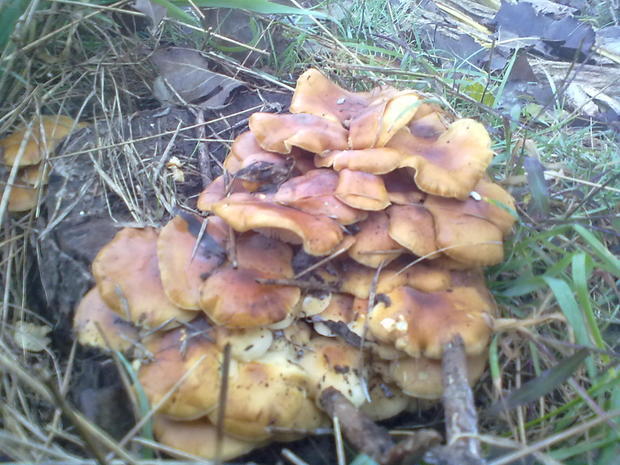 杨树桩上长的黄色蘑菇是什么蘑菇能吃吗