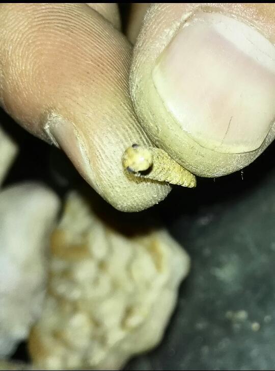这是什么虫子,前几年从内蒙捡了块石头,过了几年石头碎了,发现里面有