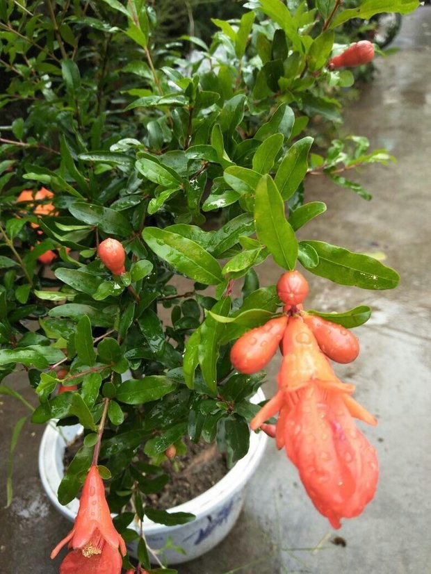 请问我这颗石榴树是什么品种,这几天还在开花,没结果