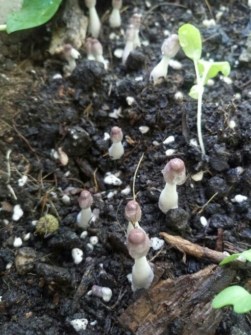 请问懂的人这是什么蘑菇,家里种菜,菜发芽了,然后土里面长出了这种