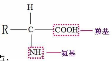 有关氨基酸的结构问题