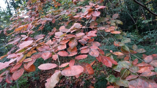 山胡椒,别名牛筋树,假死柴,野胡椒,香叶子,拉丁文名lindera glauca