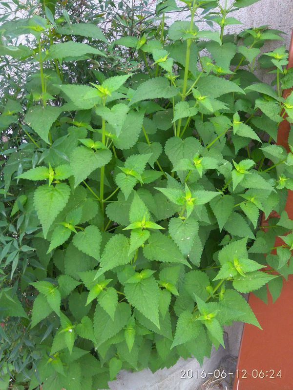 这植物叫什么名字啊,很香,类似八角,十三香的那种香味
