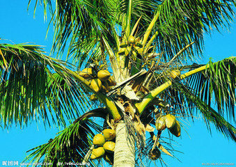 椰子树果就是它的种子 椰果发芽后就能培育成一棵椰树.