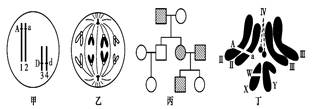 丙图家系所患遗传病不可能是伴x染色体分离定律染色体图果蝇有丝分裂