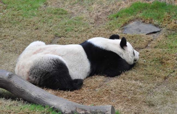 大熊猫为什么是国宝?