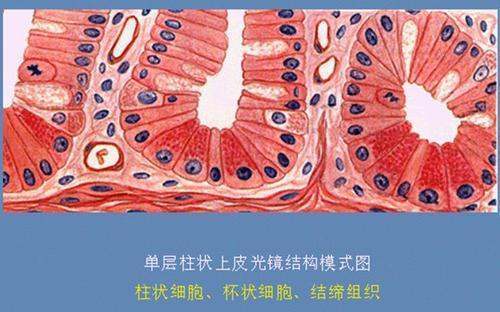 肠腔的一面)上,在光学显微镜下可见到一薄层红染的结构称纹状缘(电镜