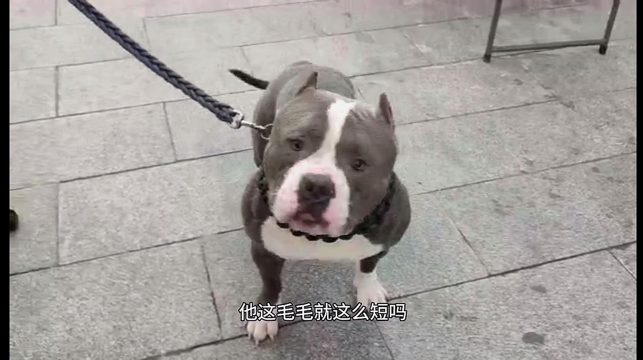 花2万元买来的纯种美国恶霸犬,看着这气势真不一样,当宠物挺好