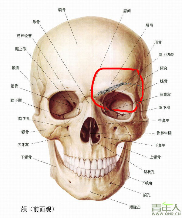 素描,眉弓骨有多大呢?或者说眉弓骨从下起至框上缘,那到上又截止在哪?