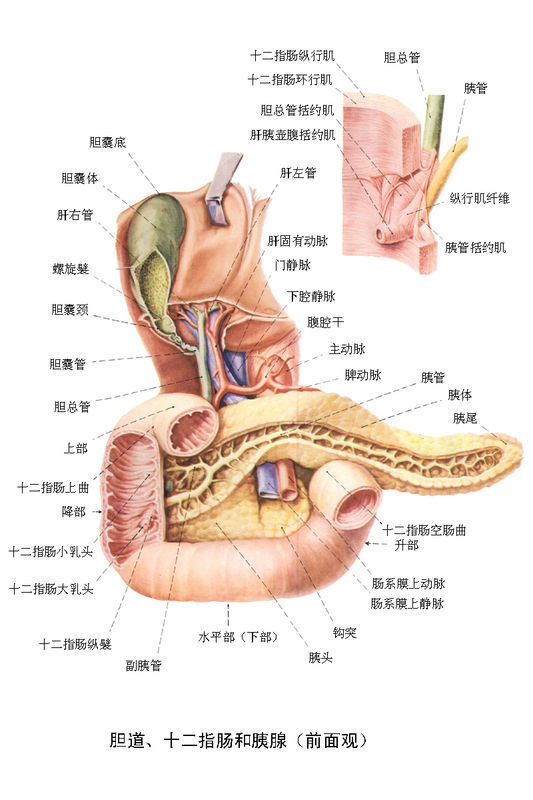 十二指肠在人体的什么位置