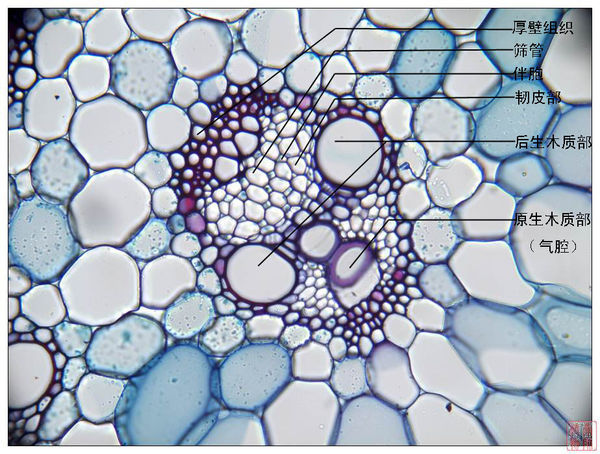 通常幼茎皮层的最内层细胞的细胞壁不像根中具有特殊的增厚结构