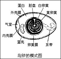 鸟卵中的大多数蛋白质都集中在卵黄部分,其为胚胎发育提供营养.