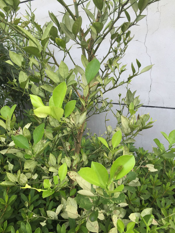 可以结果吗? 这是是香泡树吗?