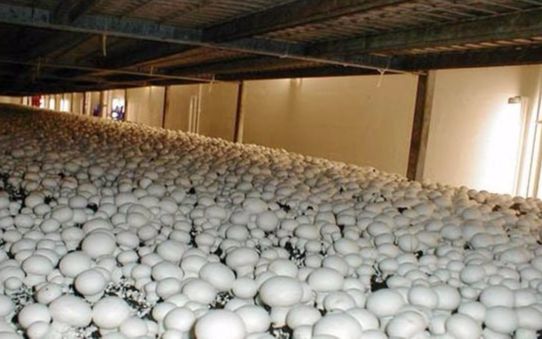 双孢菇栽培技术 双孢菇种植原料配比 双孢菇死菇防治大棚种植 双孢菇