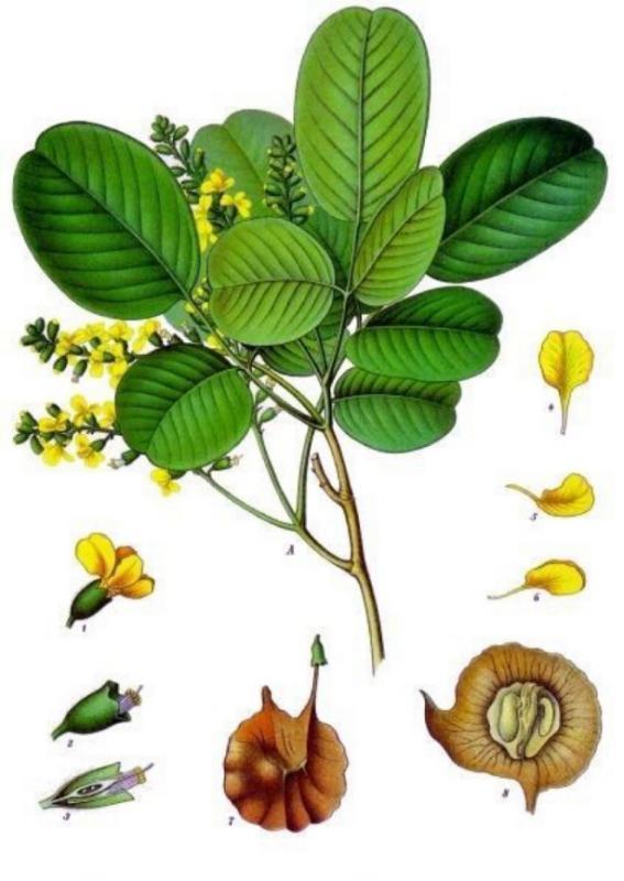 小叶紫檀 为双子叶植物纲,蝶形花科,紫檀属乔木.
