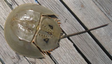 鲎(horseshoe crab)是一类与三叶虫 (现在只有化石)一样古老的动物.