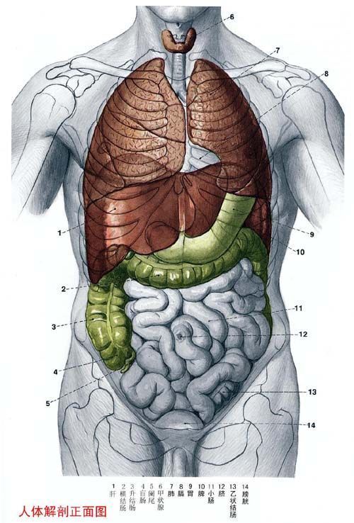 请问有谁知道人体内脏分布图?