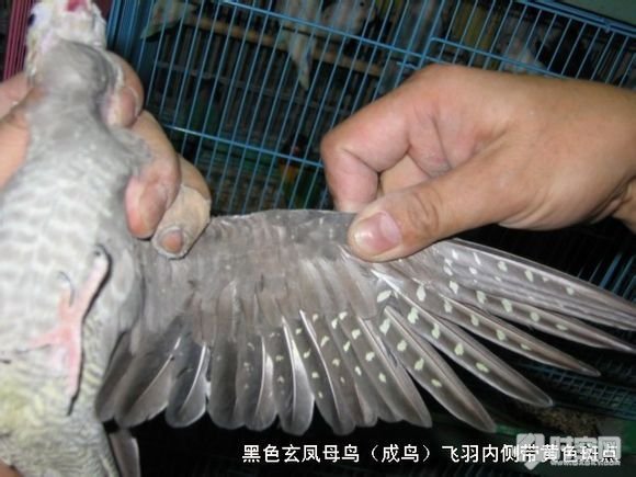 求问玄凤鹦鹉的年龄和性别,谢谢