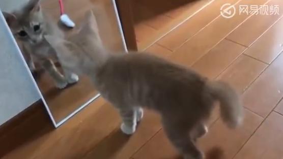 小猫咪被镜子里的自己吓得炸毛了,这货也太胆小了!
