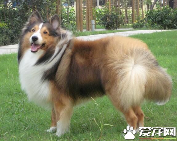 喜乐蒂牧羊犬能长多大 肩高约为13到16英寸