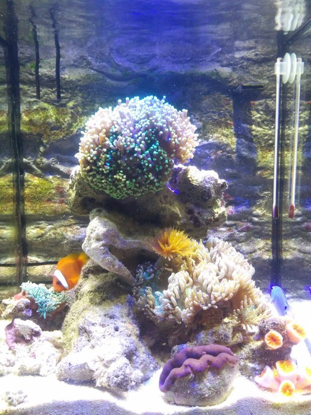 珊瑚(火柴,奶嘴,尼罗河,炮仗)和小丑怎么养,灯光该怎么开,珊瑚该怎么