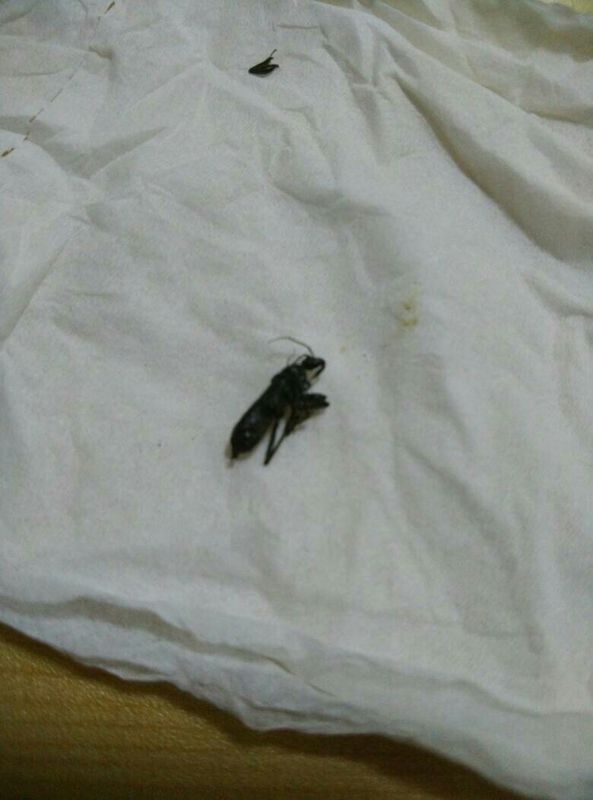 马上起个血泡,但不知是什么昆虫,很痛,大家帮我看看,形状似飞蚁,黑色