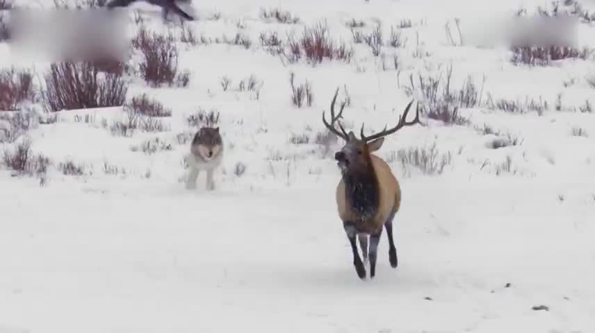 麋鹿雪地惨遭狼群追捕,最后竟 死里逃生