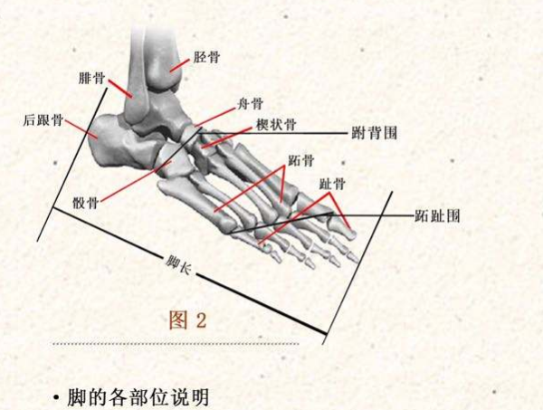 脚掌图片各部位名称