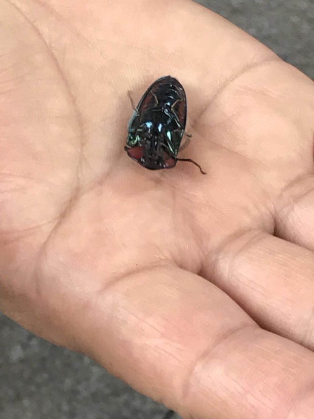 磕头虫是怎么磕头的?