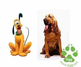 《米老鼠和唐老鸭》上米奇的狗狗——布鲁托的原型是什么品种的狗狗?