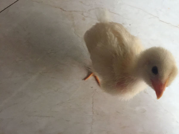 小鸡一侧脖子和翅膀之间鼓起一个包