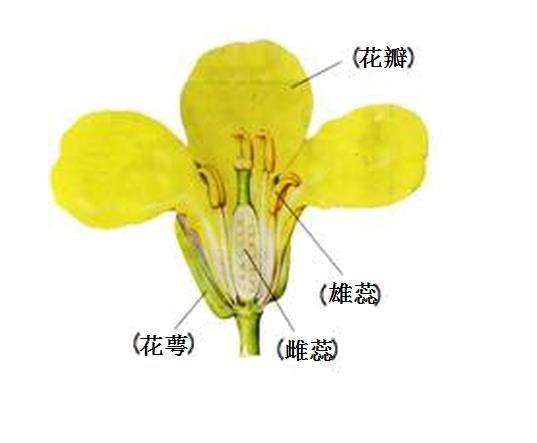 油菜的花两性,辐射对称.