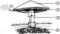如图是蘑菇形态结构示意图.请根据该图思考有关的问题