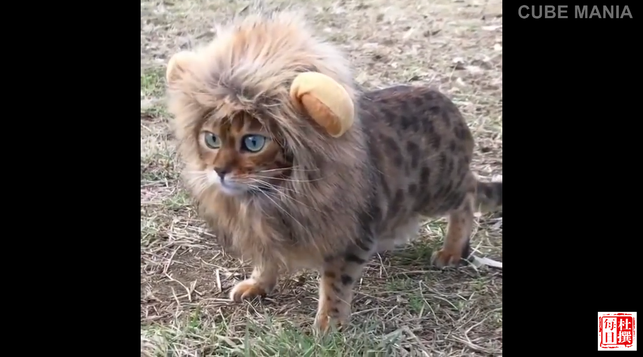 可爱的小猫咪,装的狮子可真像啊!