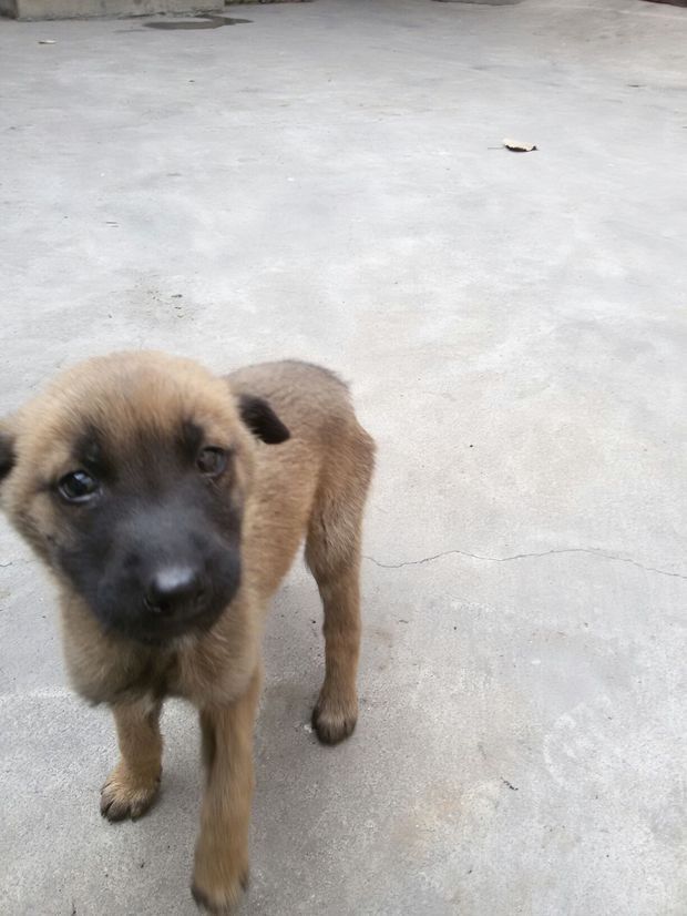 大家帮帮我辨认一下这是不是纯的马犬!还是杂交的?