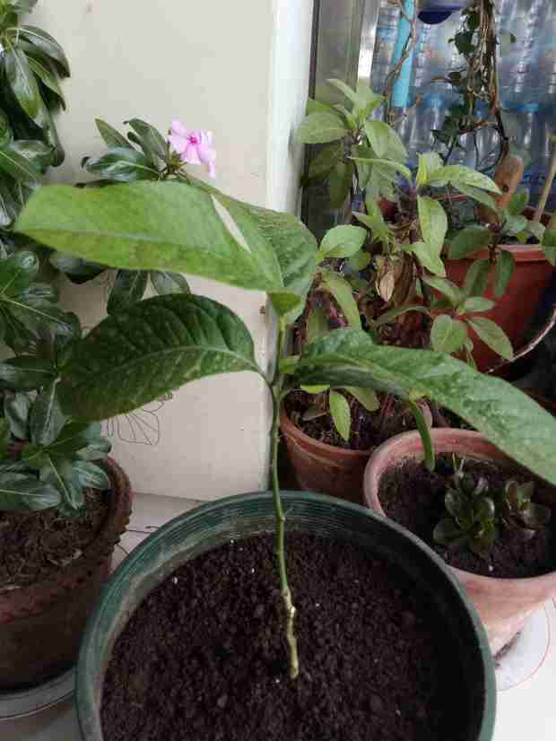 这株佛手柑怎样剪枝,叶大茎细是咋回事
