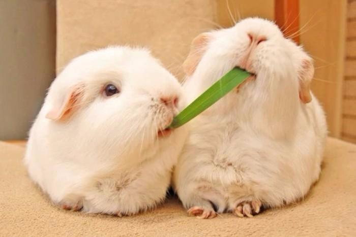 视频:把小兔子吃东西的声音放大,这嘎嘣脆的声音把我都听饿了