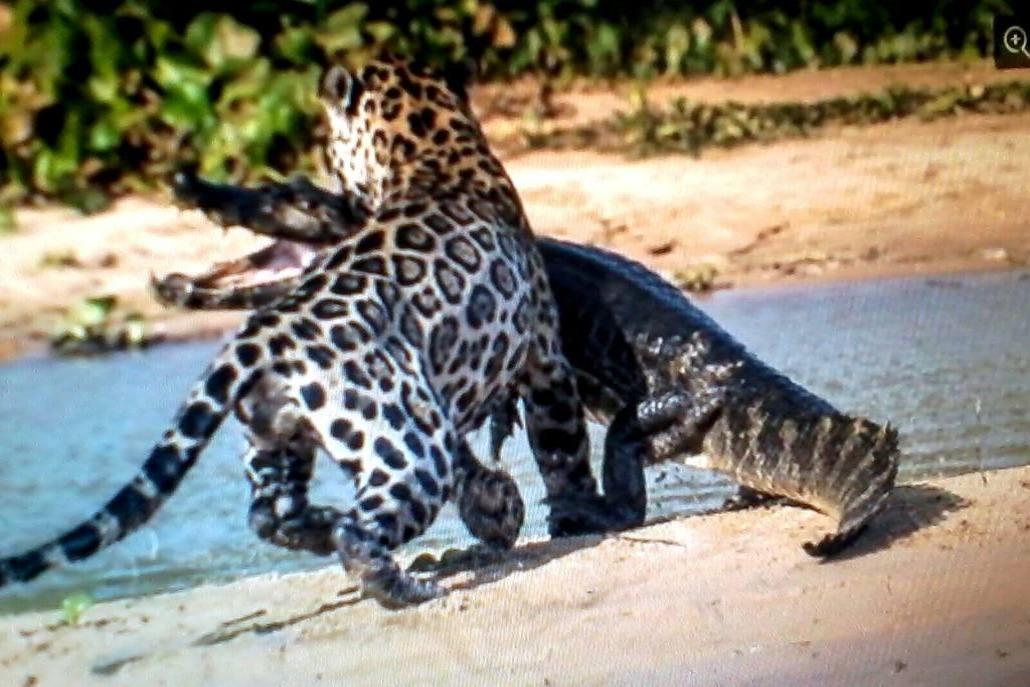视频:豹子大战鳄鱼生死瞬间,豹子一口拿下鳄鱼真是太厉害了!
