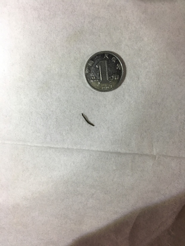 这是什么虫啊,尿槽里发现的,黑色,两头尖,有一头有一个小分叉,长约