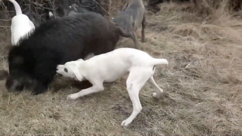 厉害!比特犬山中 大战野猪王