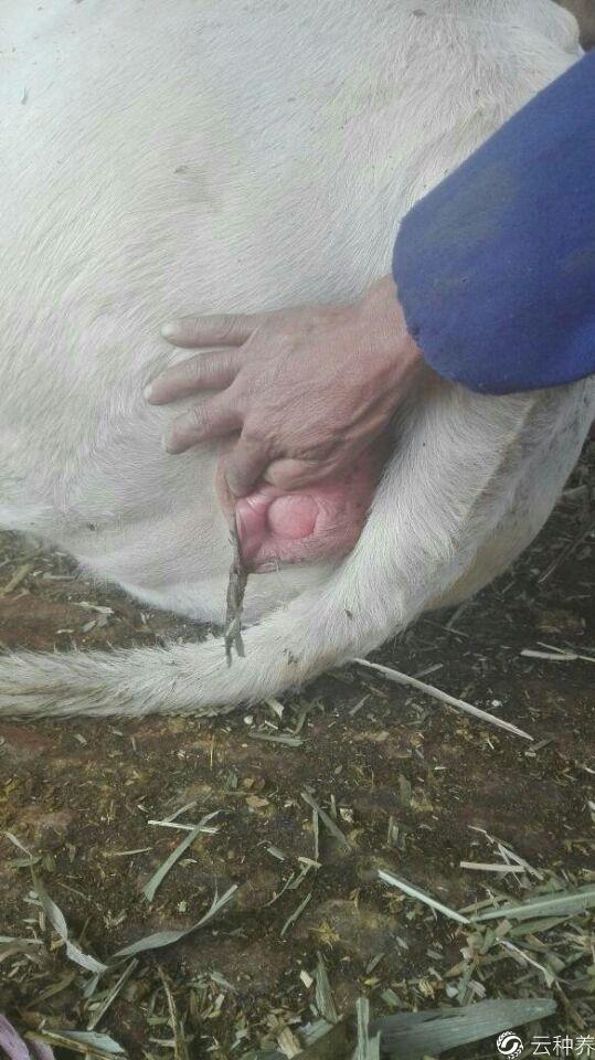 怀孕七个月的母牛,水门出现肉球,怎么办?