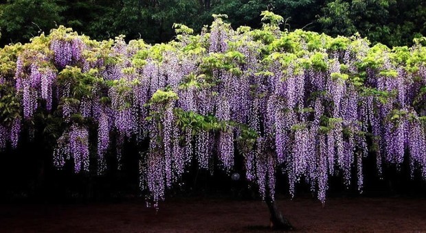 紫藤花花期多长?