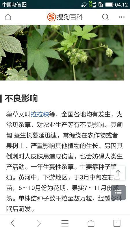 小麦田的拉拉秧用什么除草剂