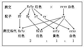 (3)f1进行测交,即用rryy与rryy进行杂交,其遗传图解为