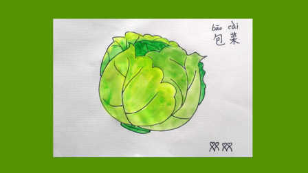 怎样画水粉画 卷心菜的画法 甘蓝 洋白菜 包心菜 圆白菜 水彩画教程