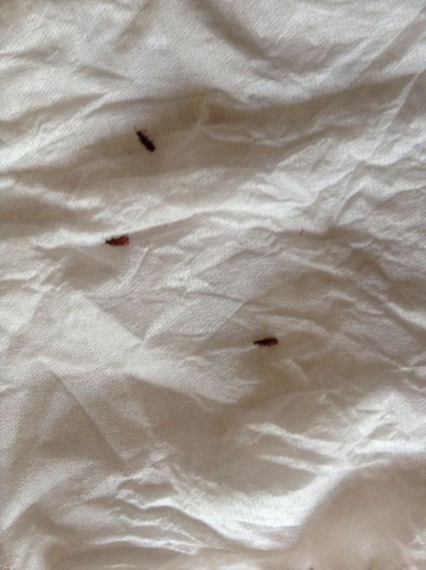 家里的床垫是棕垫,前两天发现床周围有小虫子,开始查了下可能是棕垫生
