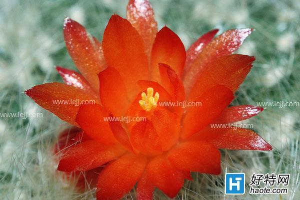 仙人掌花的花语是什么_花期是多久?