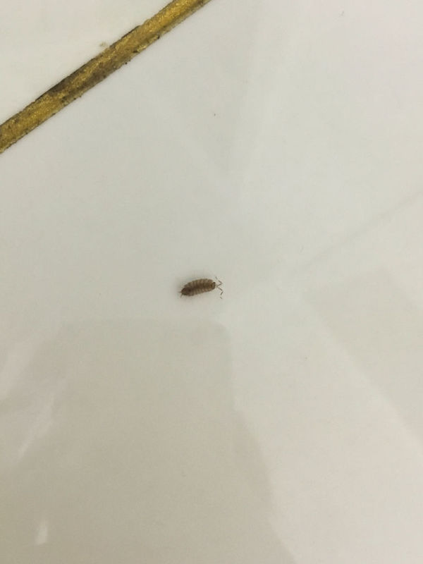 刚搬进新家,已经在地上发现了三次这种小虫子,请问是小蟑螂吗(幼虫?).